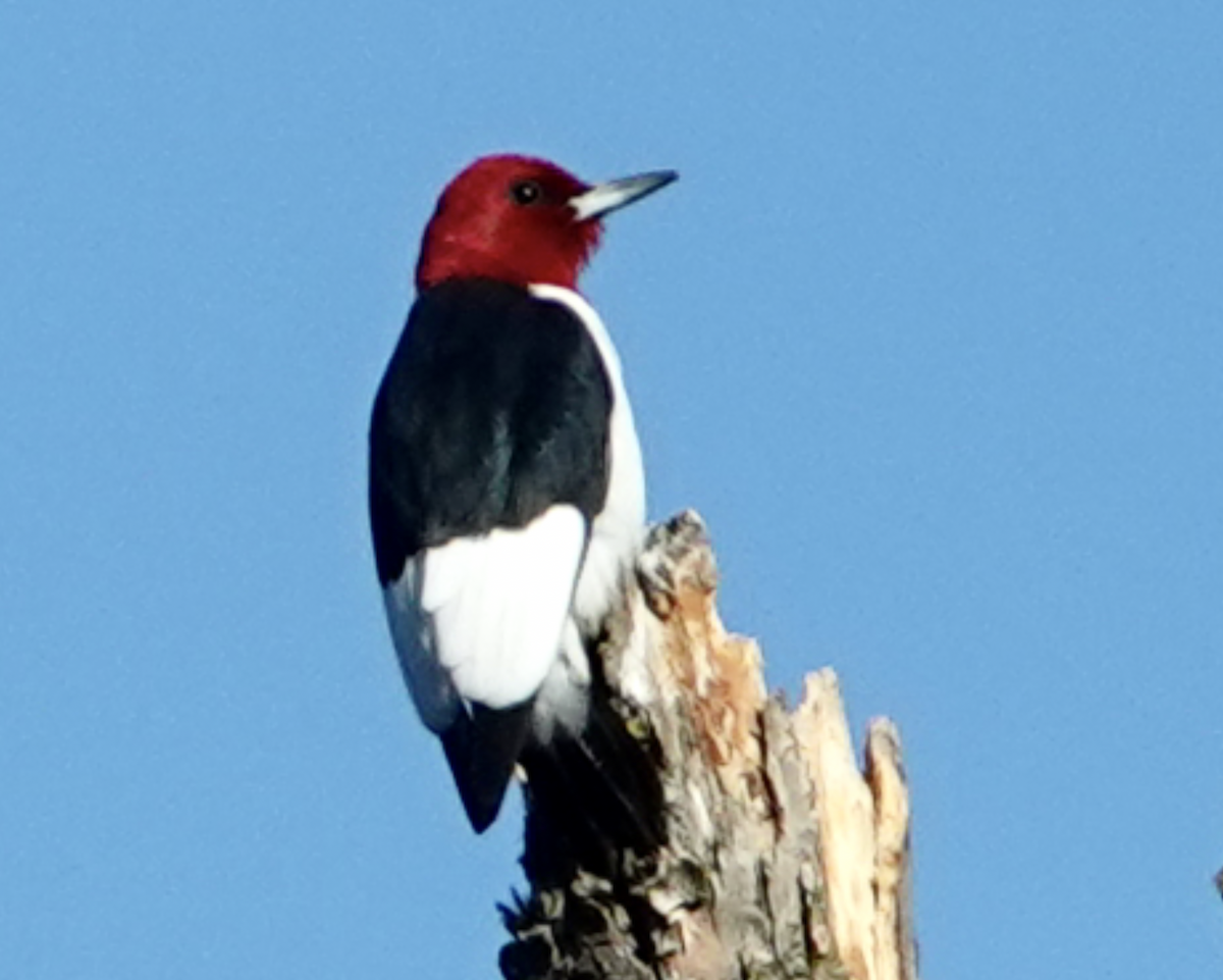 Pic à tête rouge - ML617008228