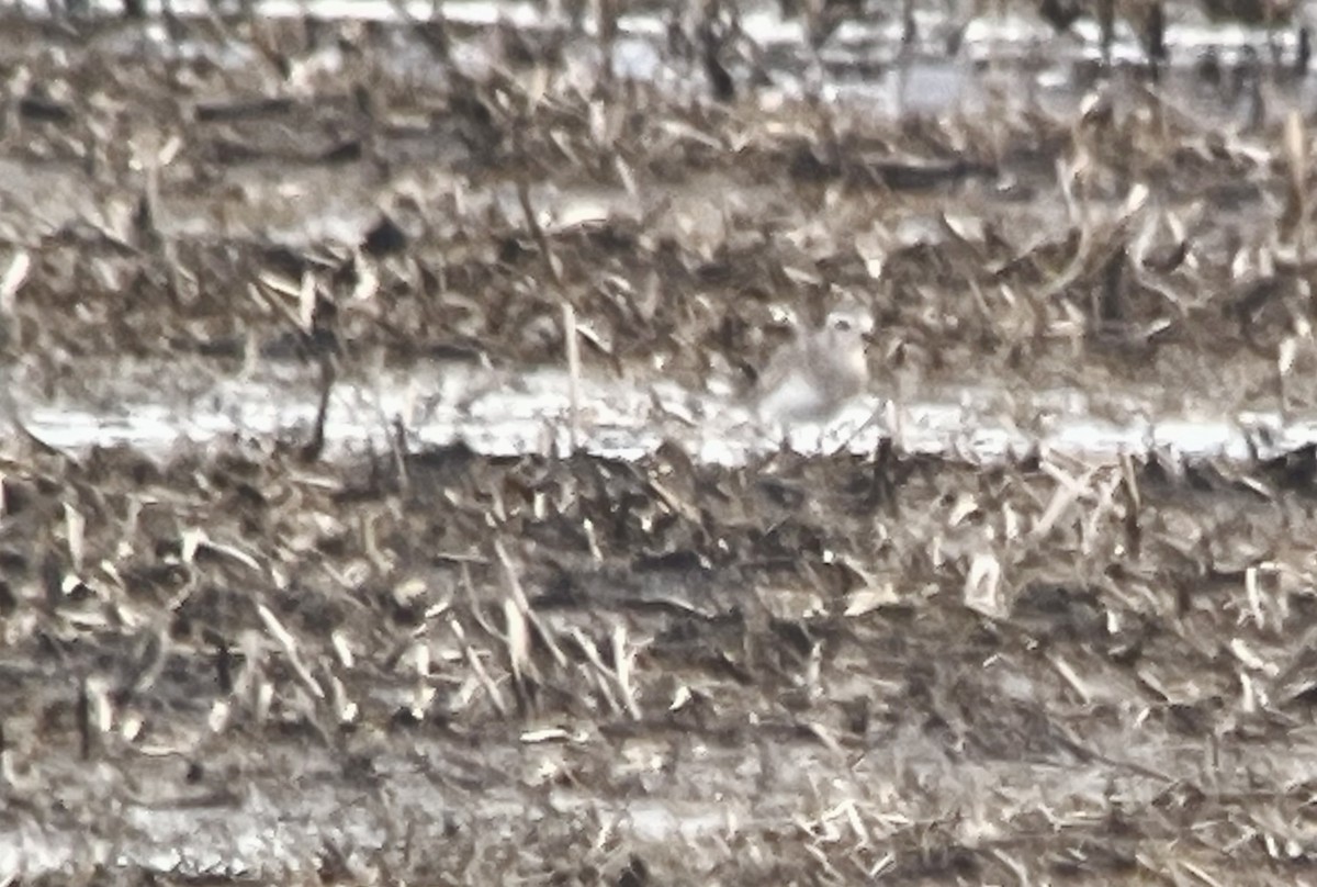 American Golden-Plover - J Gary Kohlenberg