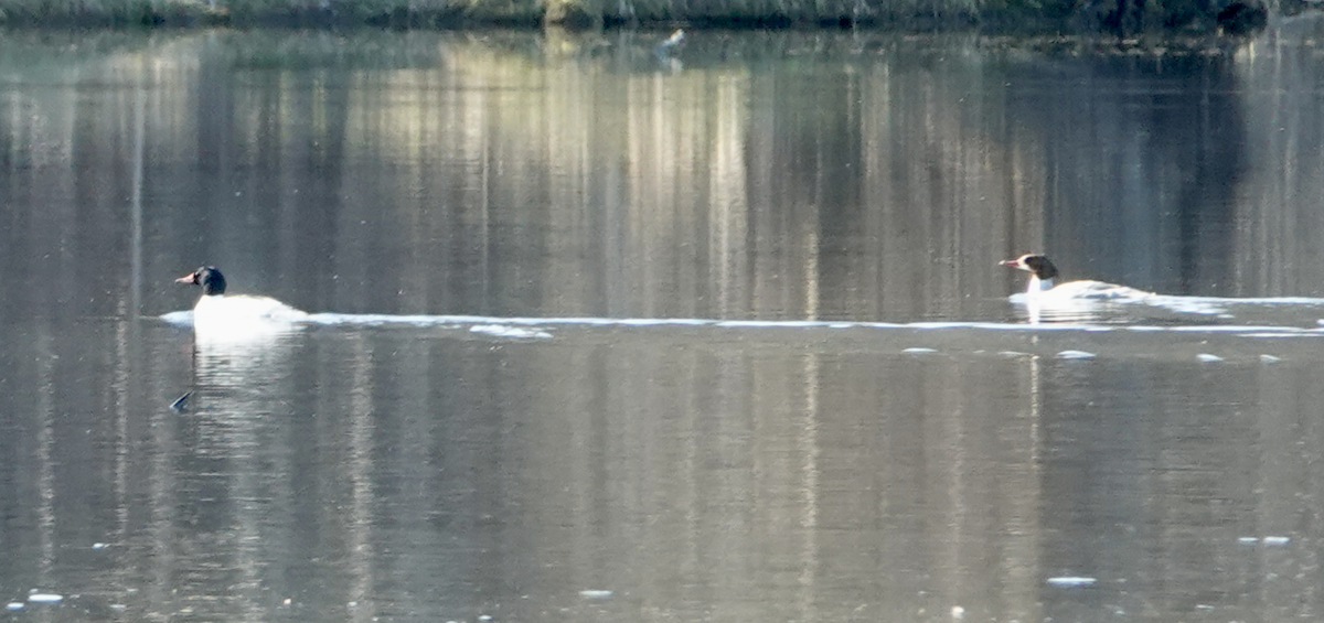 Common Merganser - ML617008244