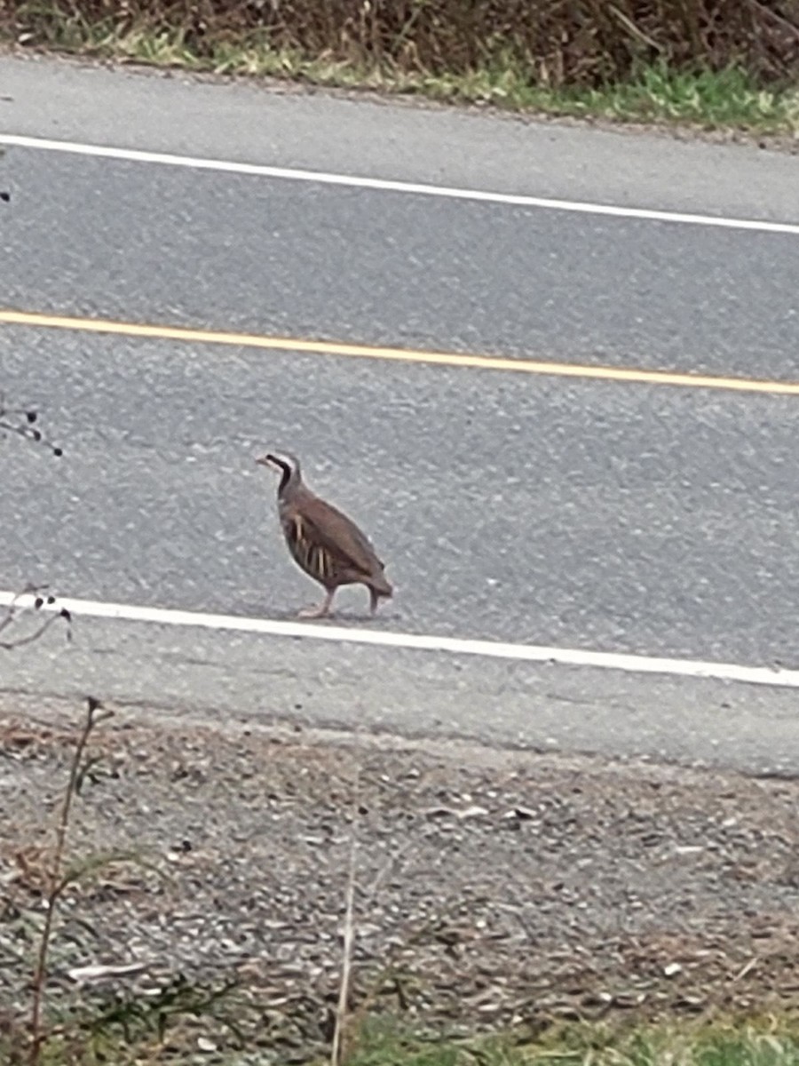 Chukar - ML617008259