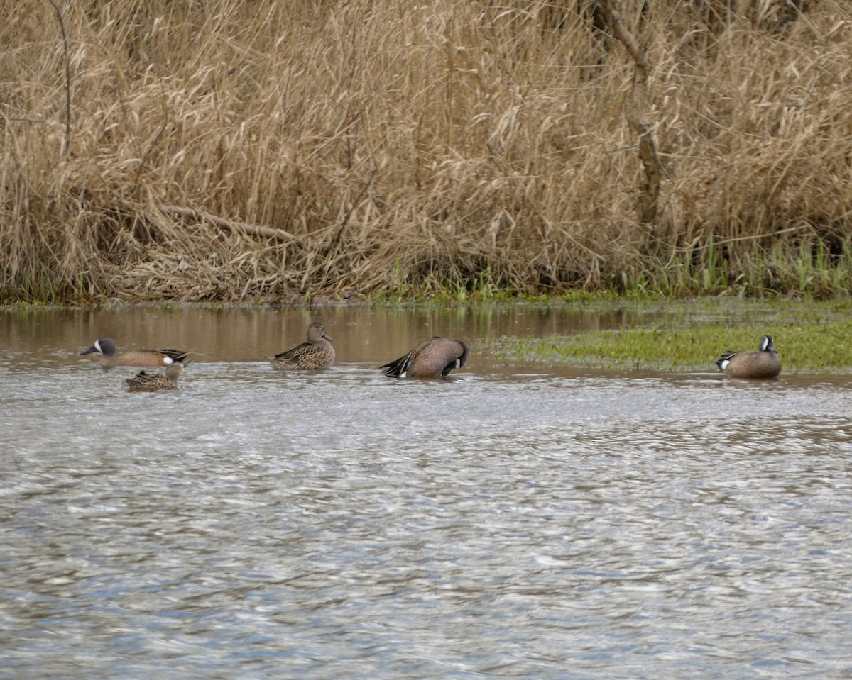 Blue-winged Teal - ML617008279