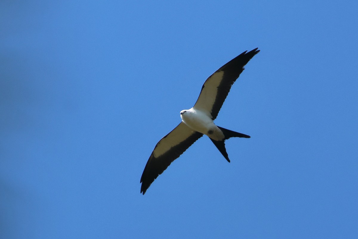 Elanio Tijereta - ML617008321