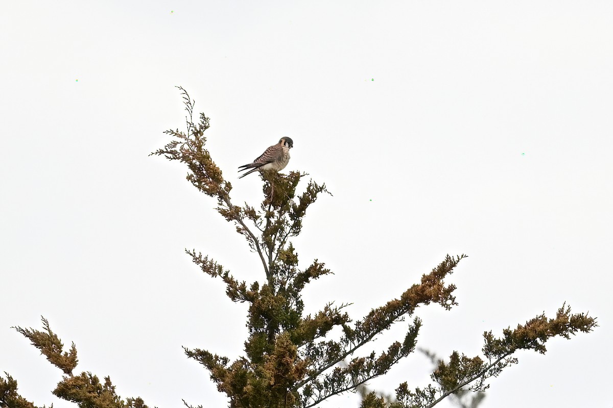 American Kestrel - ML617008323