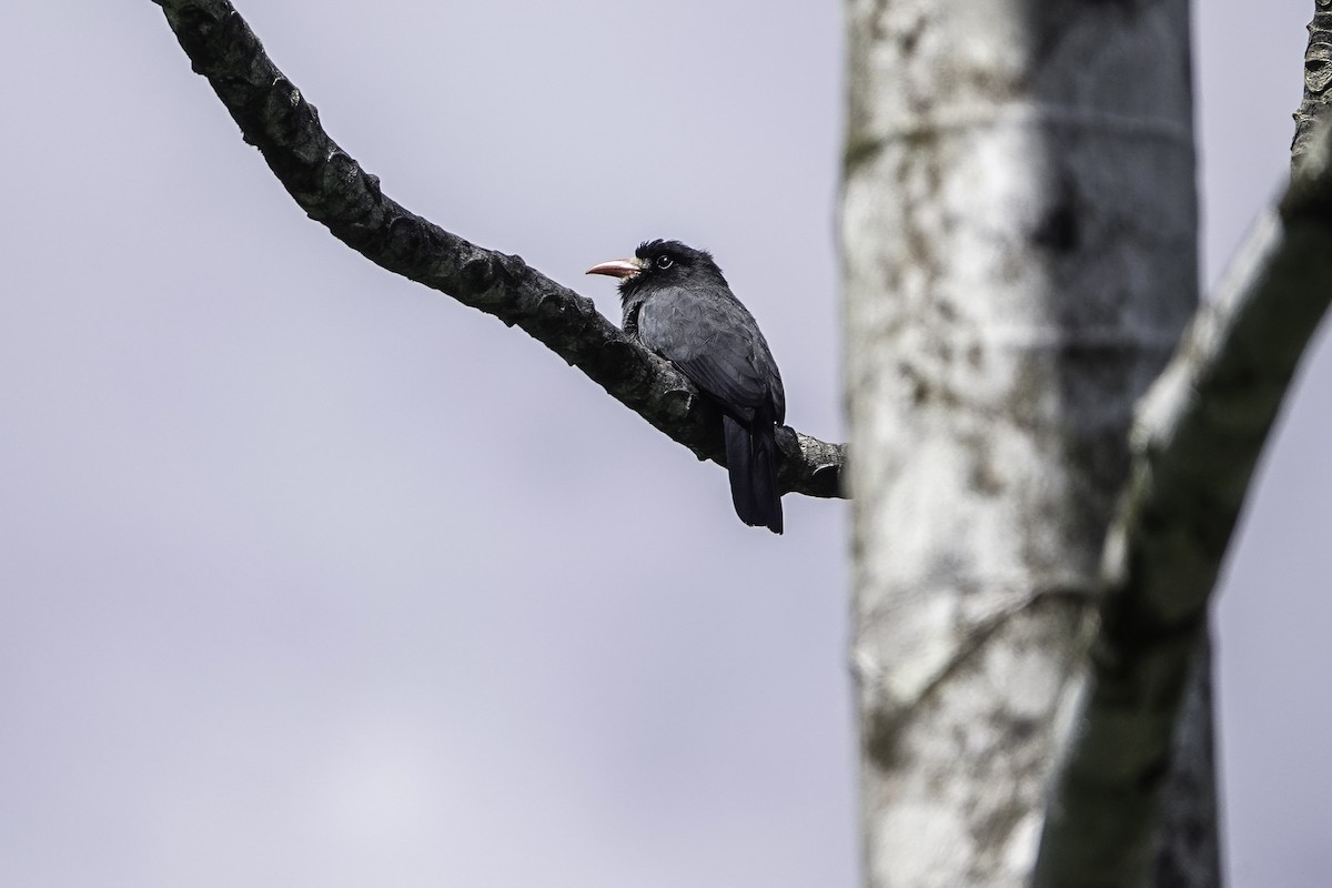 White-fronted Nunbird - Harvey Fogel