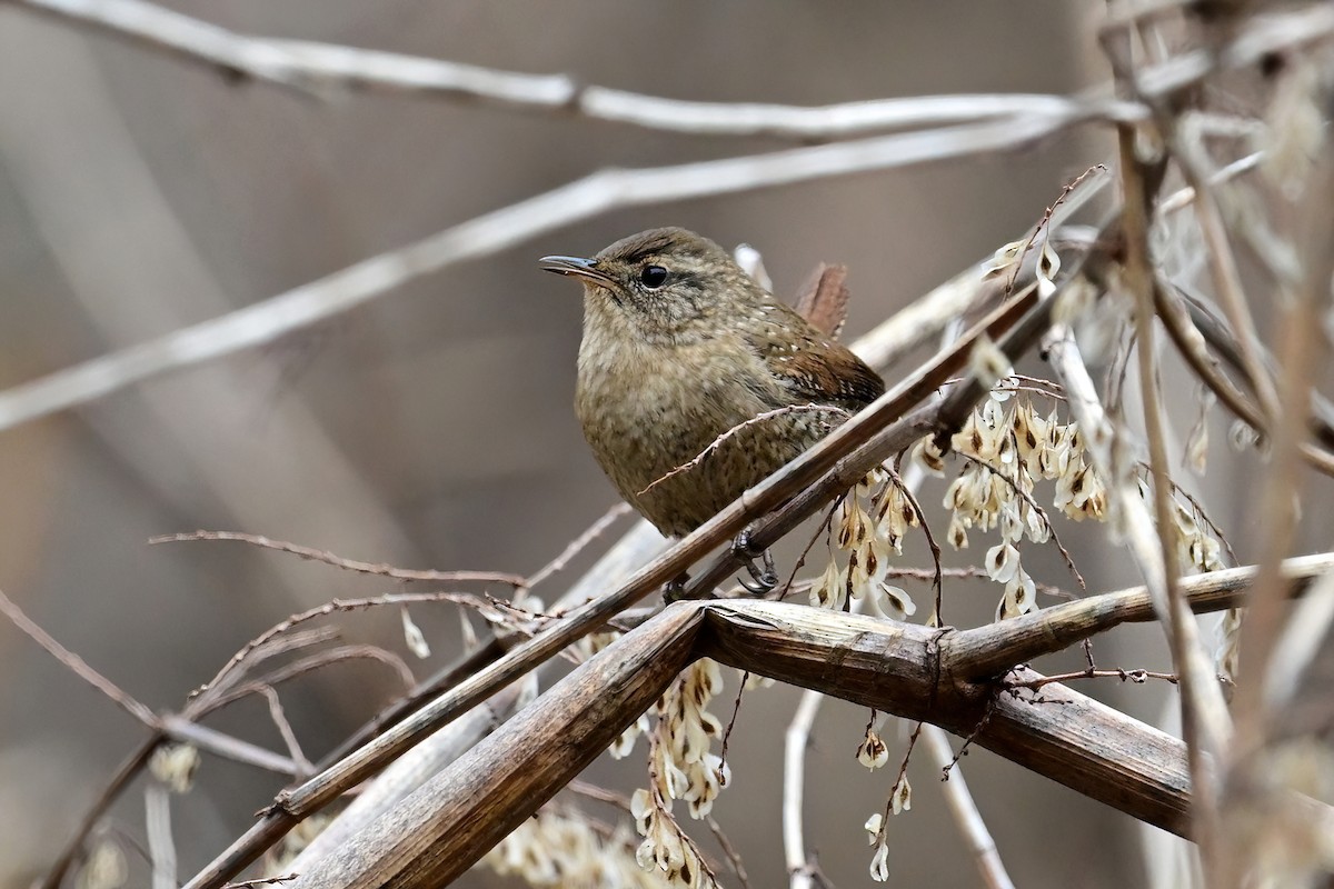 Winter Wren - ML617008337