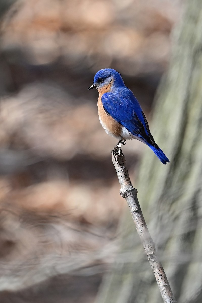 Eastern Bluebird - Eileen Gibney