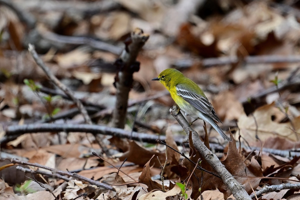 Pine Warbler - ML617008400