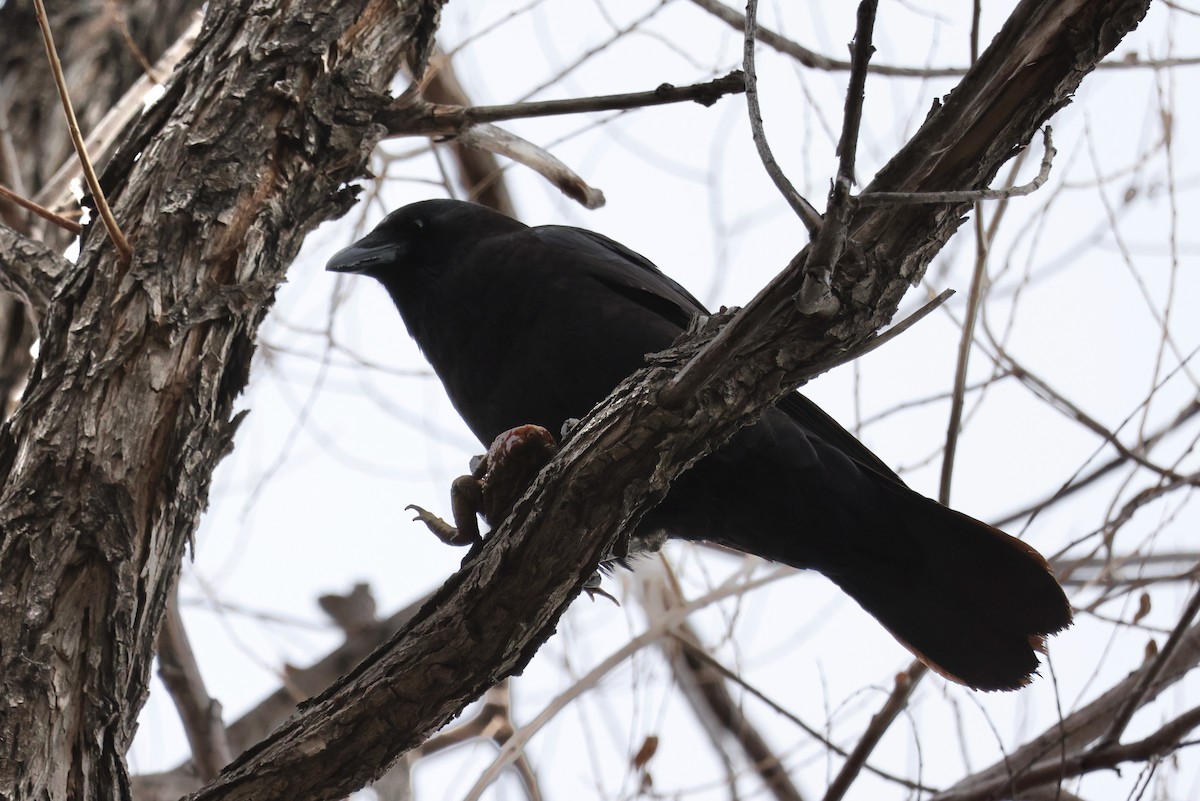 American Crow - ML617008409