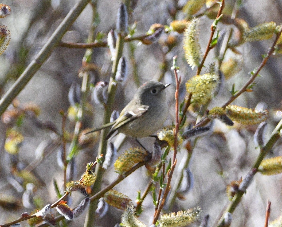 Ruby-crowned Kinglet - ML617008434