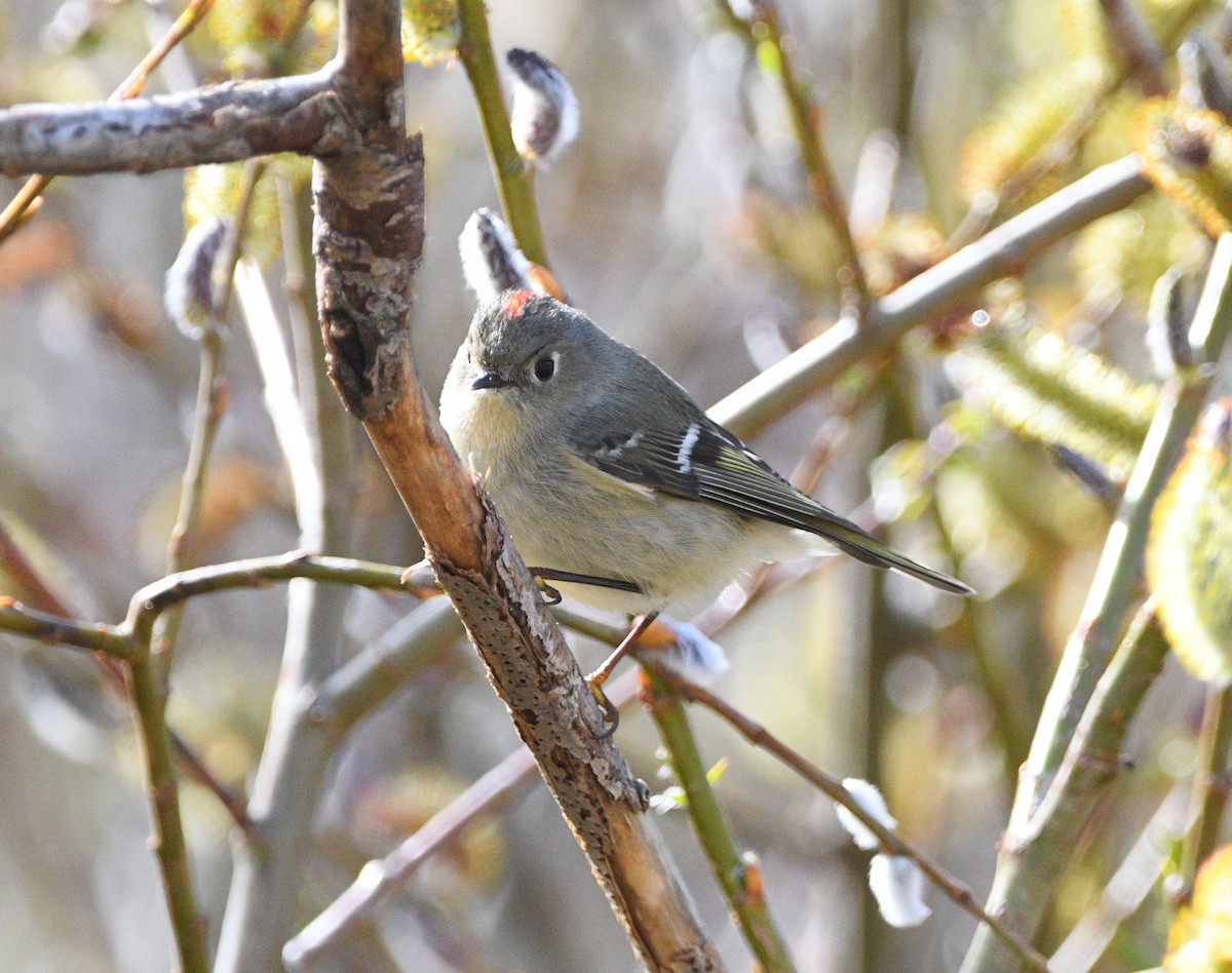 Ruby-crowned Kinglet - ML617008436