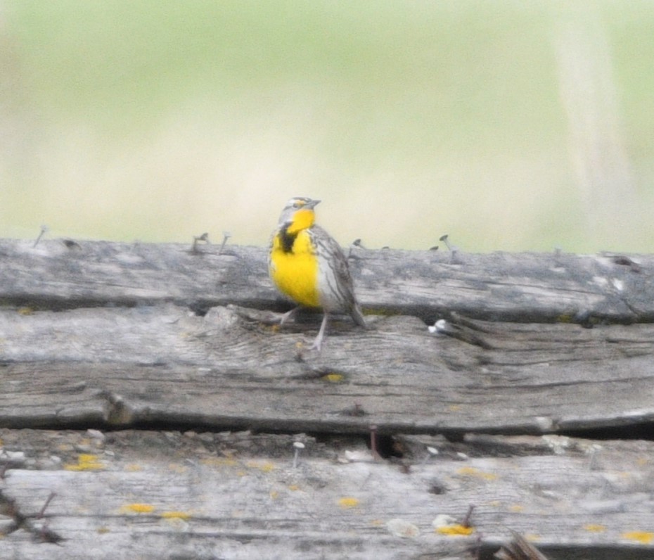 Western Meadowlark - Peter Olsoy