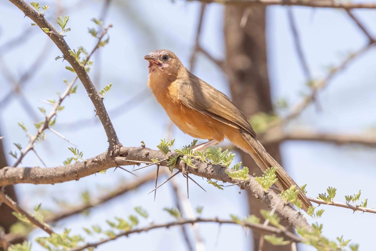 Rufous Chatterer - ML617008457