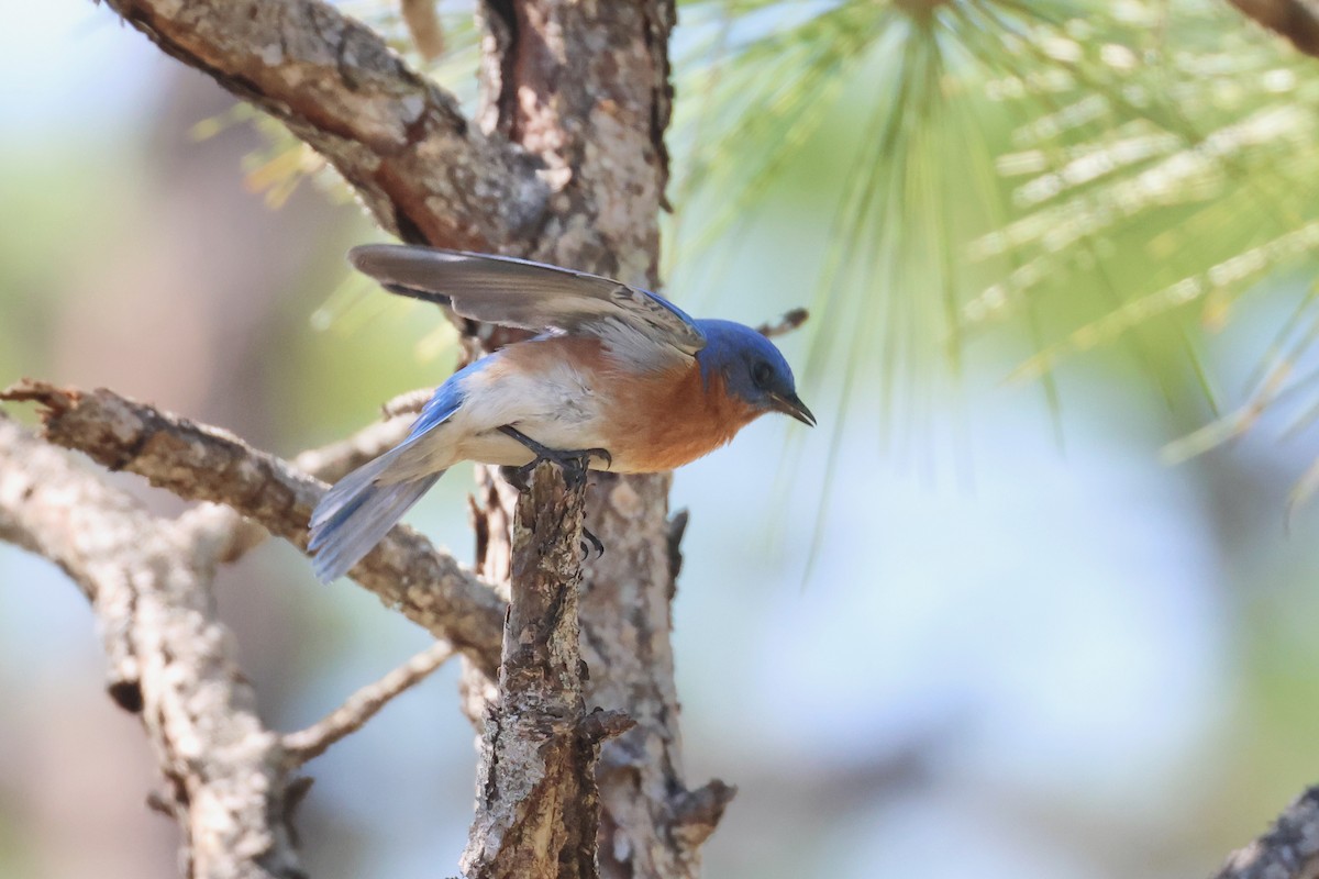 Eastern Bluebird - ML617008471