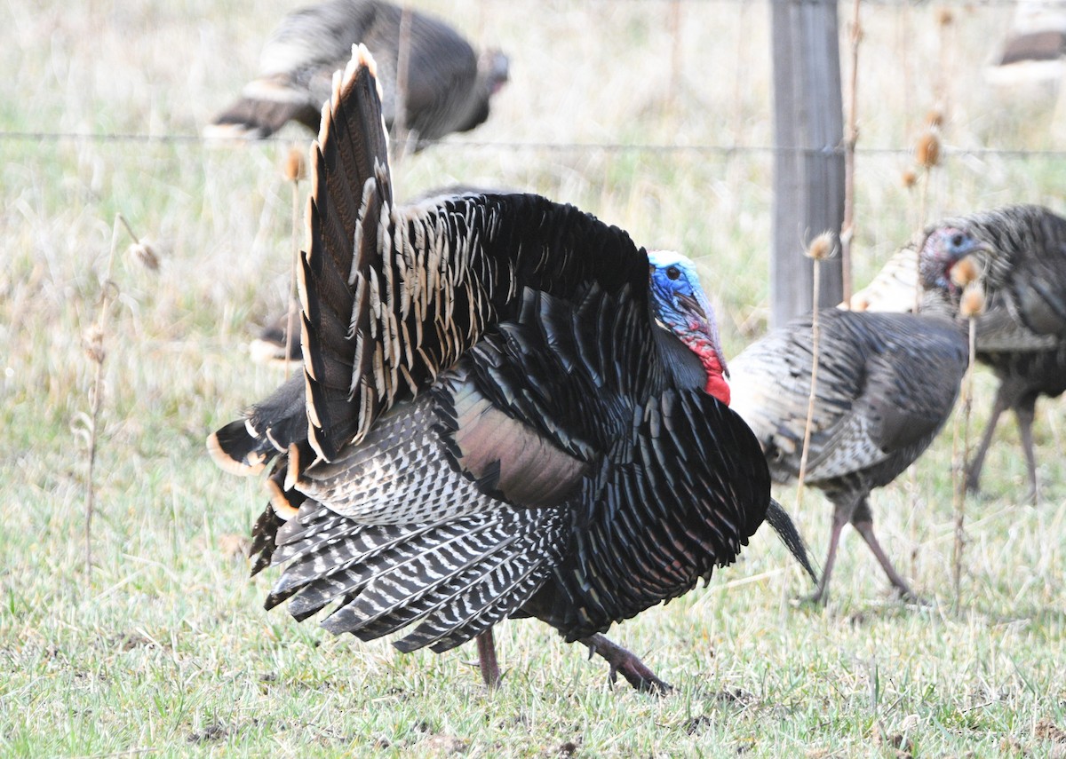 Wild Turkey - ML617008476