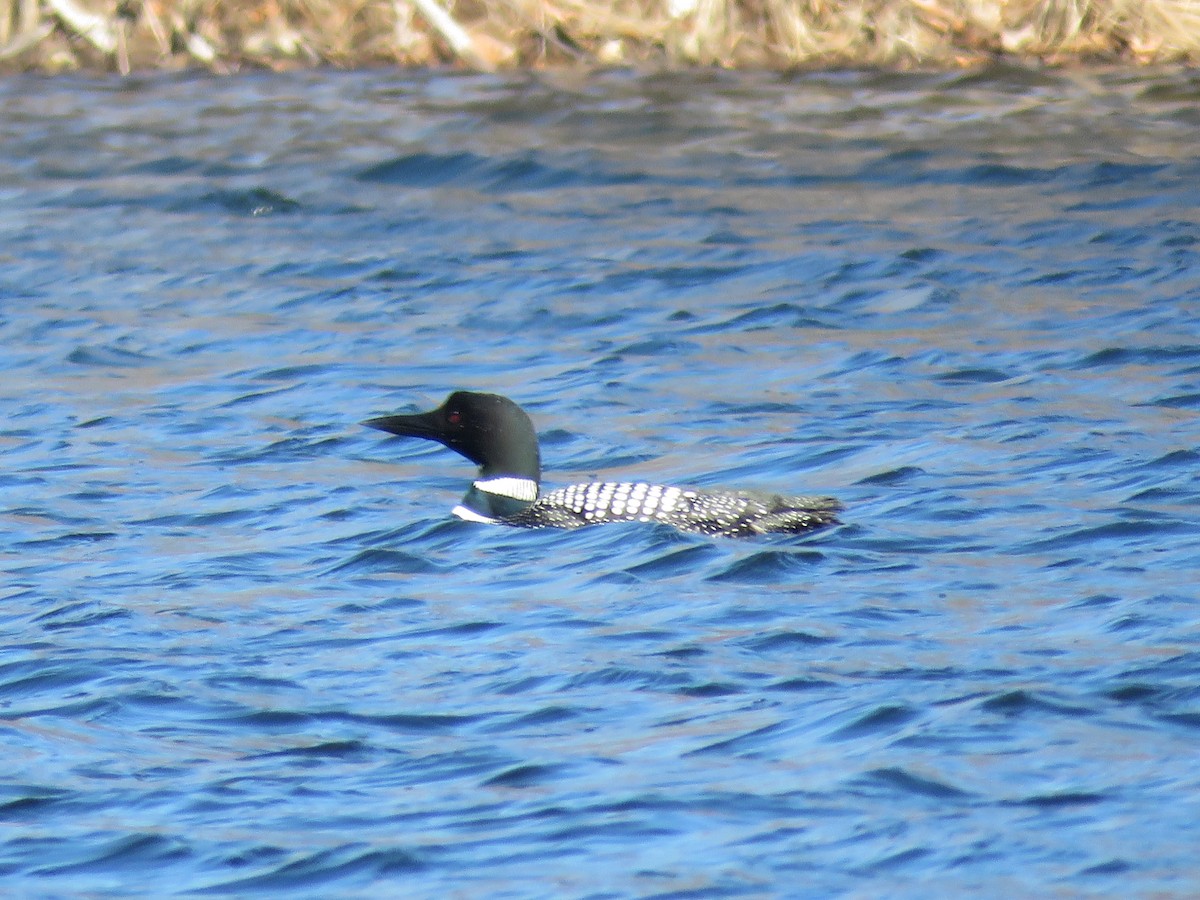 Common Loon - ML617008492