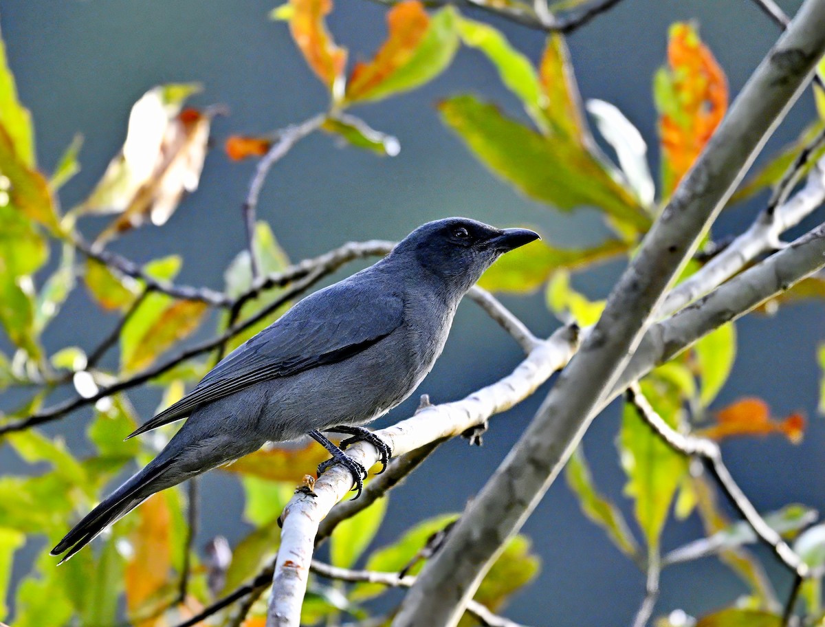 Sunda Cuckooshrike - Amar-Singh HSS