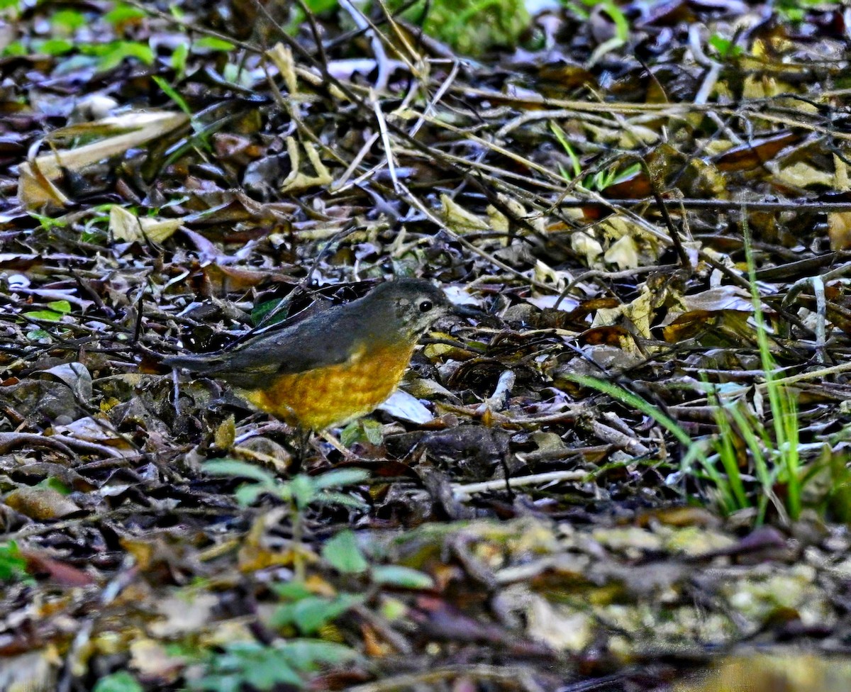 Everett's Thrush - ML617008540