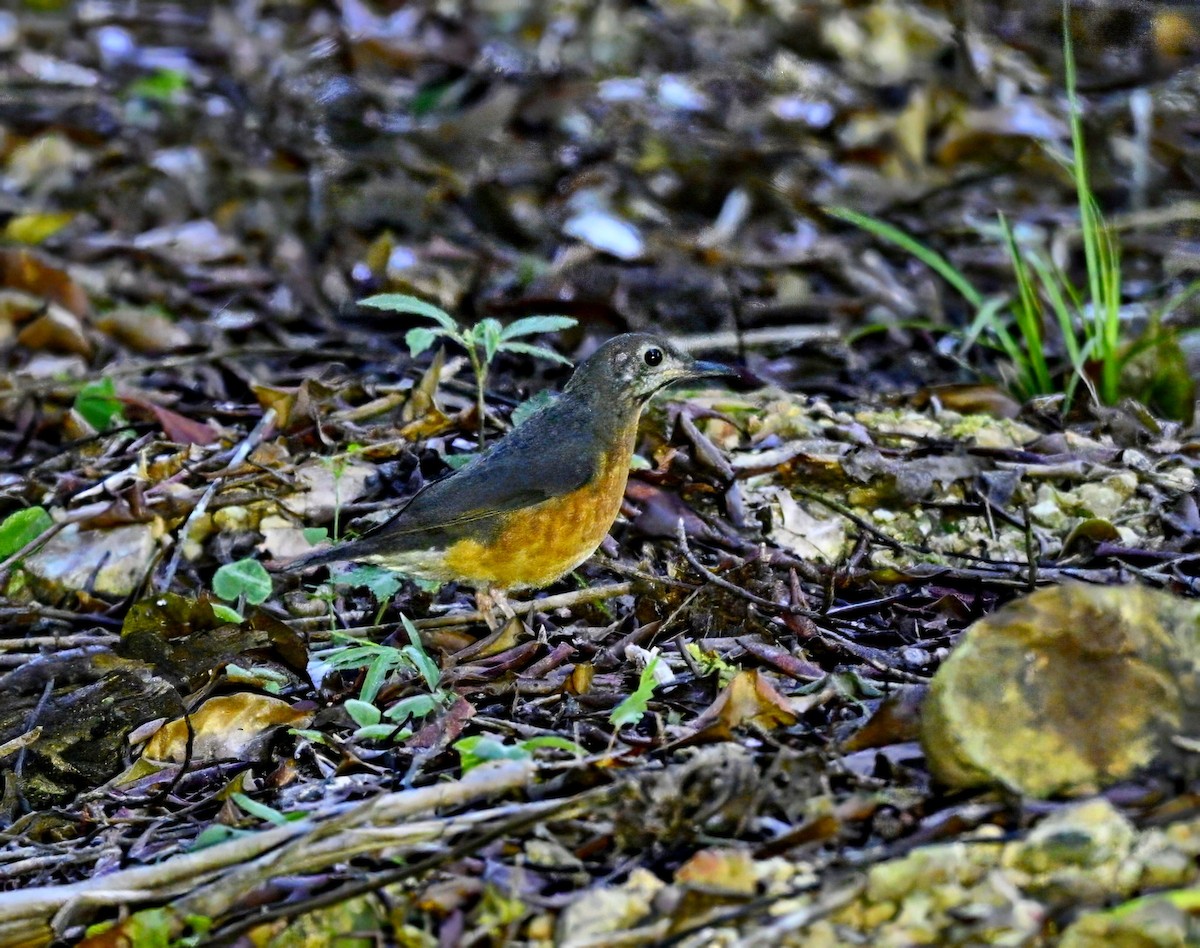 Everett's Thrush - ML617008541