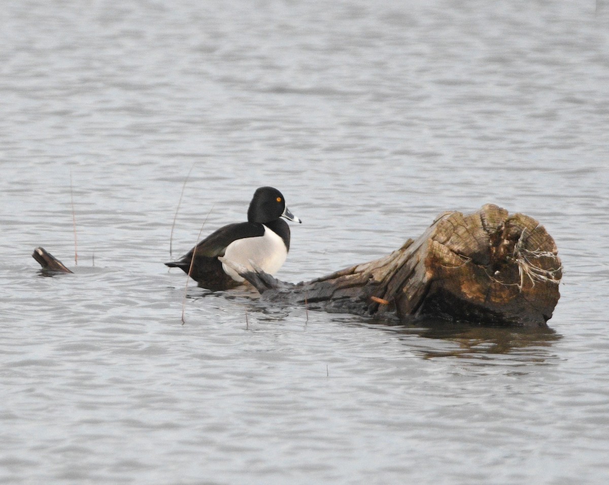 Ring-necked Duck - ML617008554