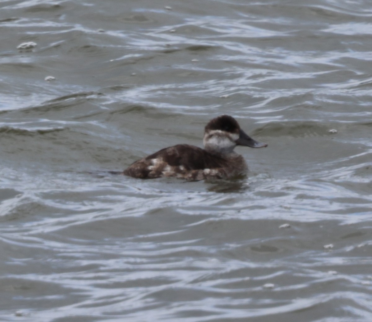 Ruddy Duck - ML617008585