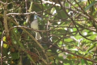 White-banded Tyrannulet - ML617008594