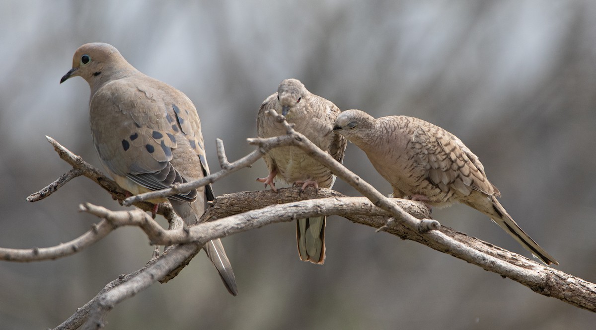 Inca Dove - ML617008609