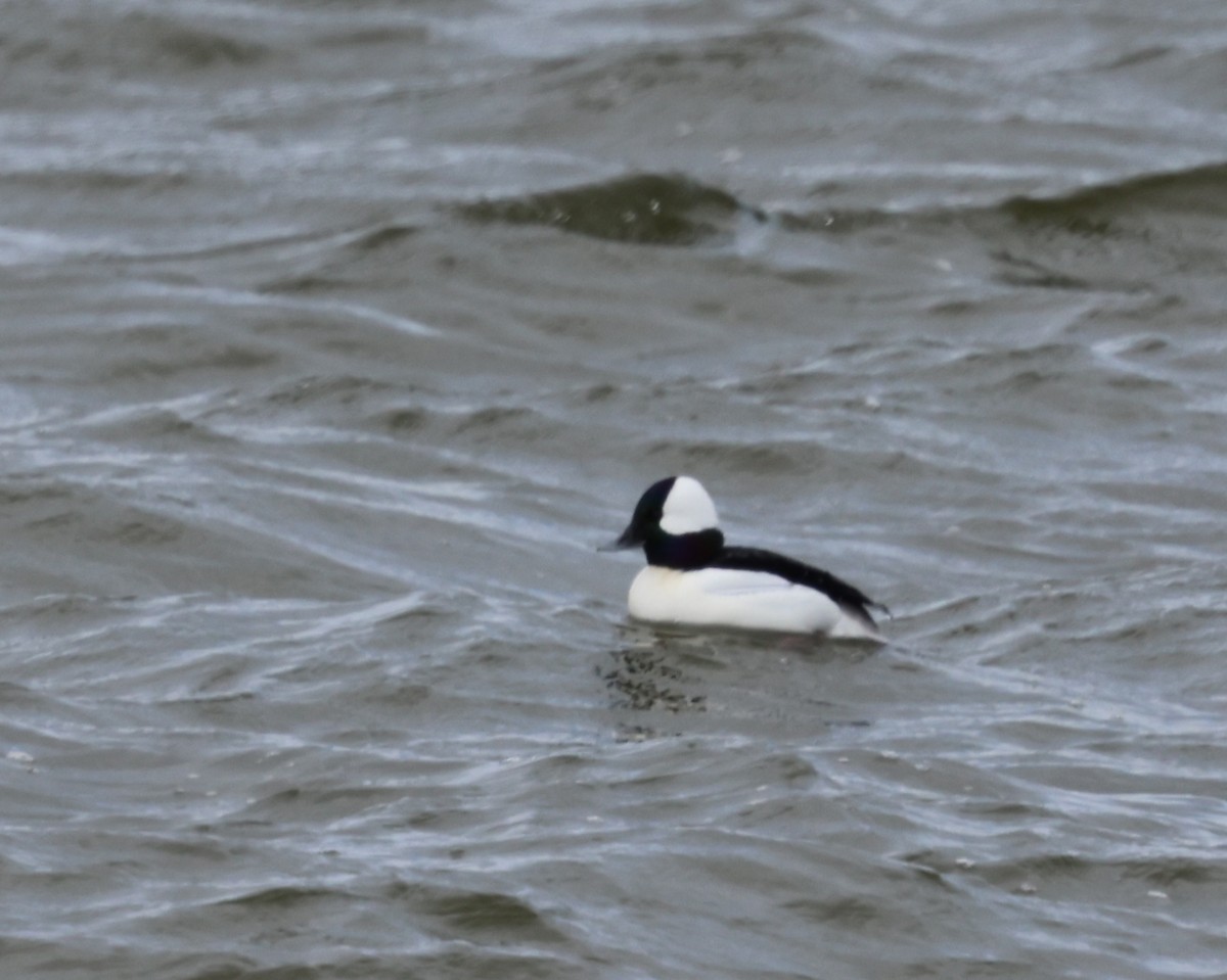 Bufflehead - burton balkind