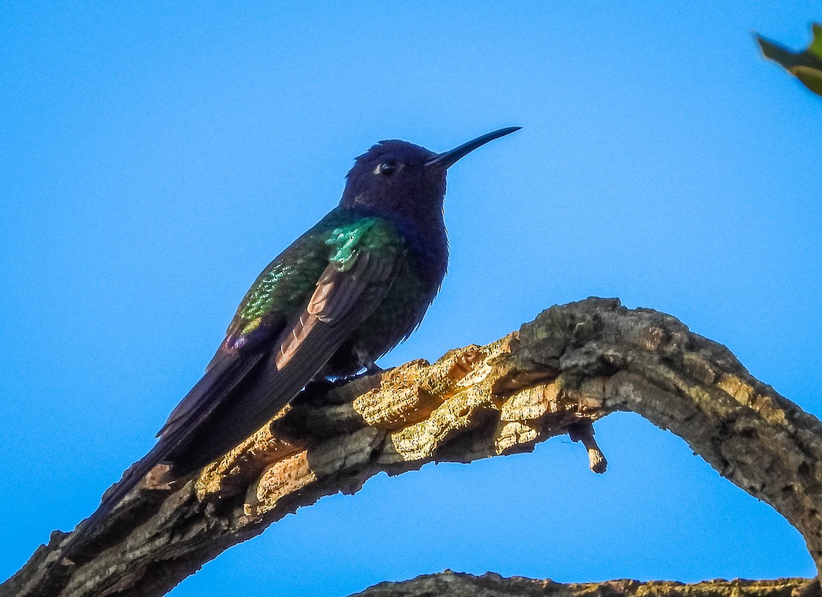 Swallow-tailed Hummingbird - ML617008625