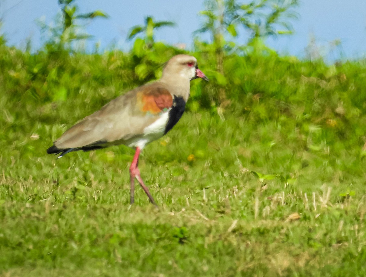 Southern Lapwing - ML617008635