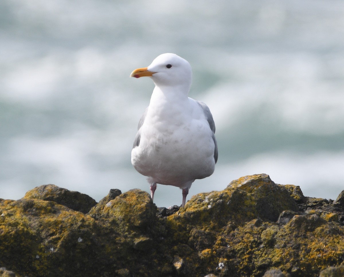 Western/Glaucous-winged Gull - Peter Olsoy