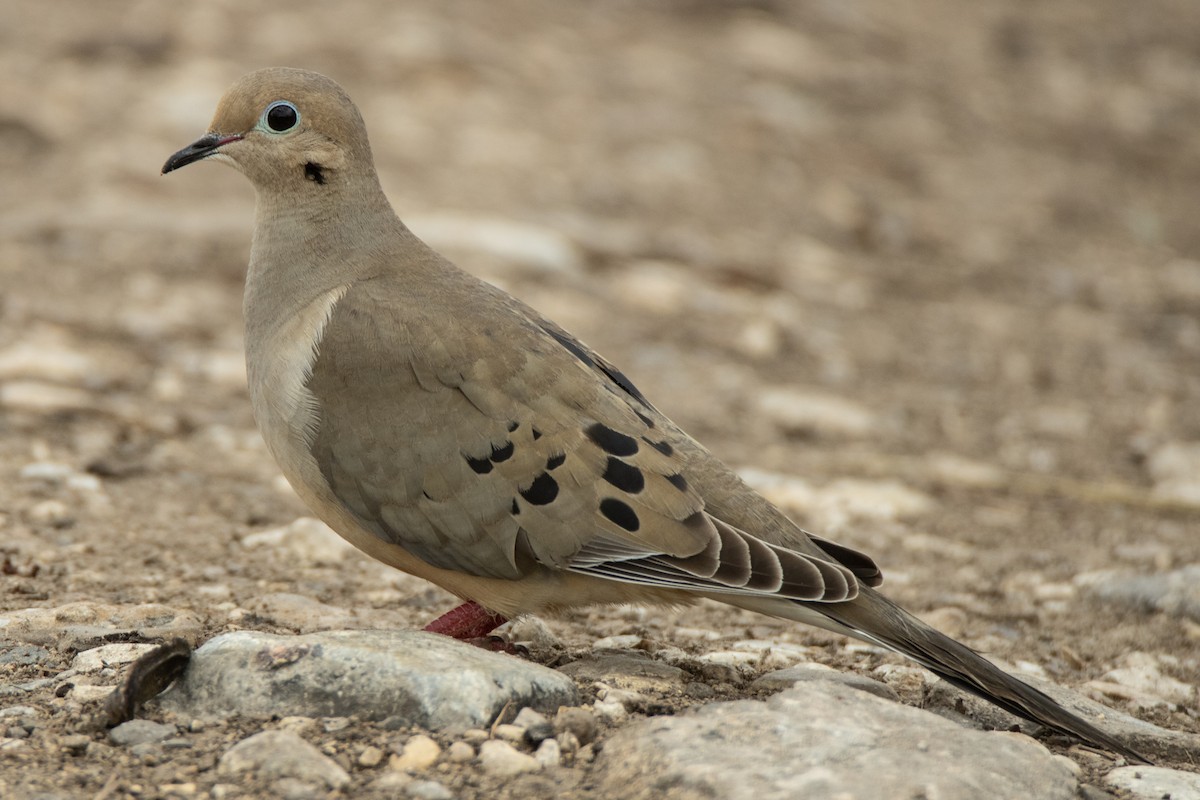 Mourning Dove - ML617008720