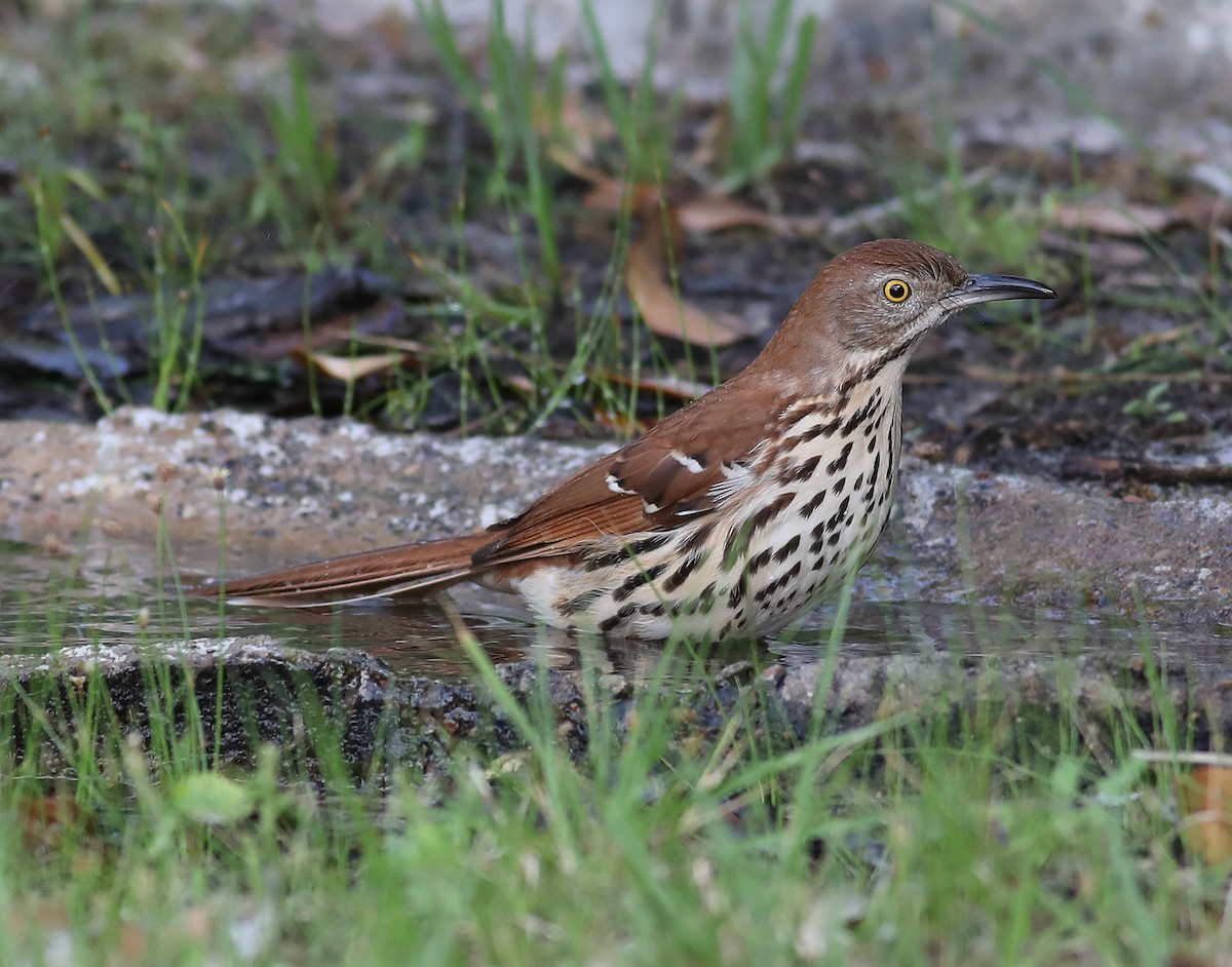 Рыжий пересмешник - ML617008753