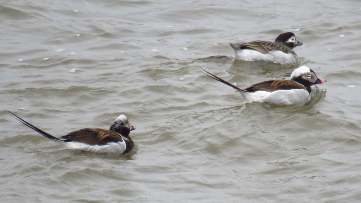 Long-tailed Duck - Peter Fraser