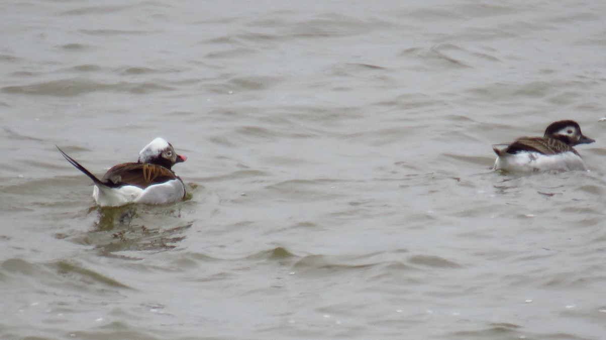 Long-tailed Duck - Peter Fraser