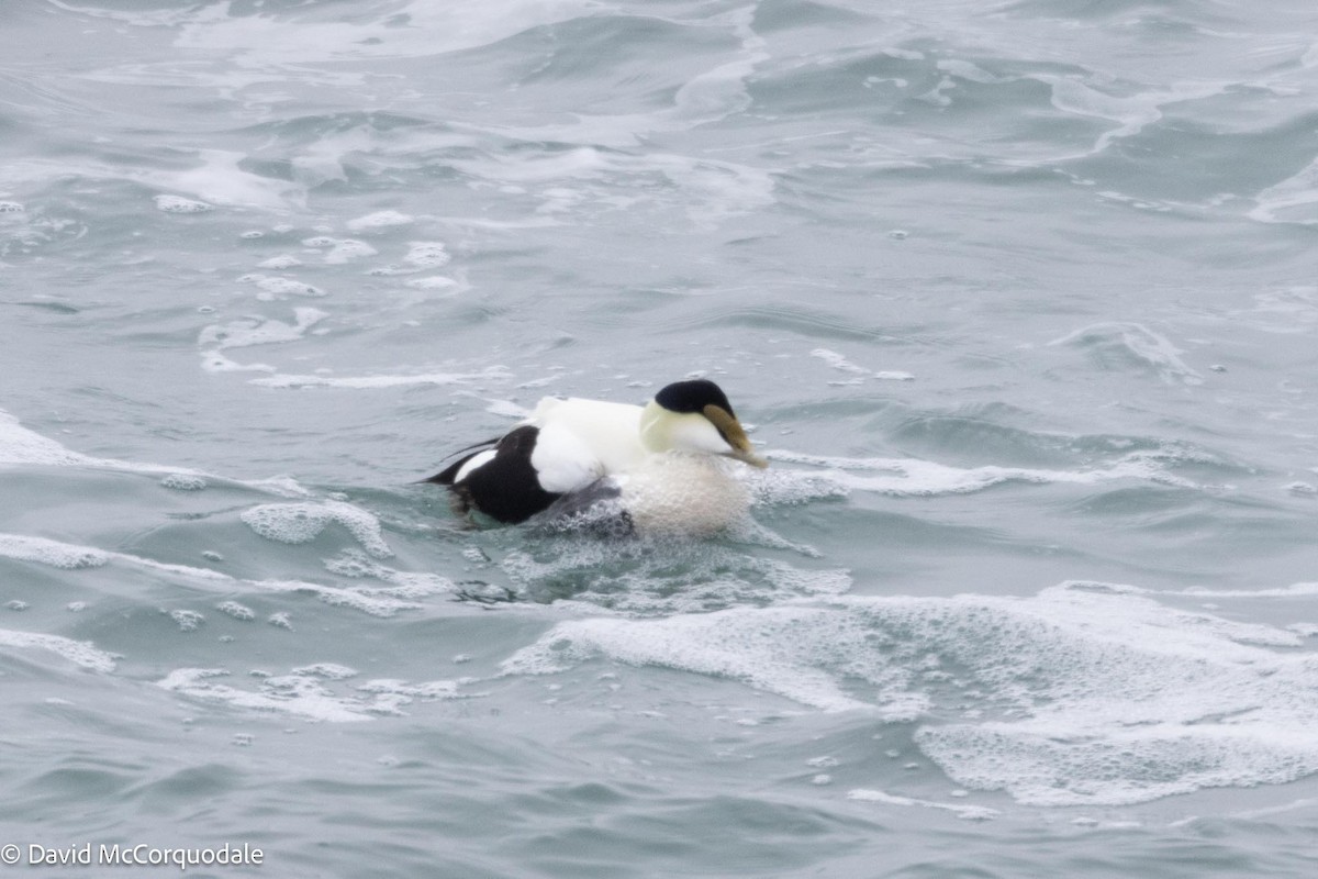 Common Eider - David McCorquodale