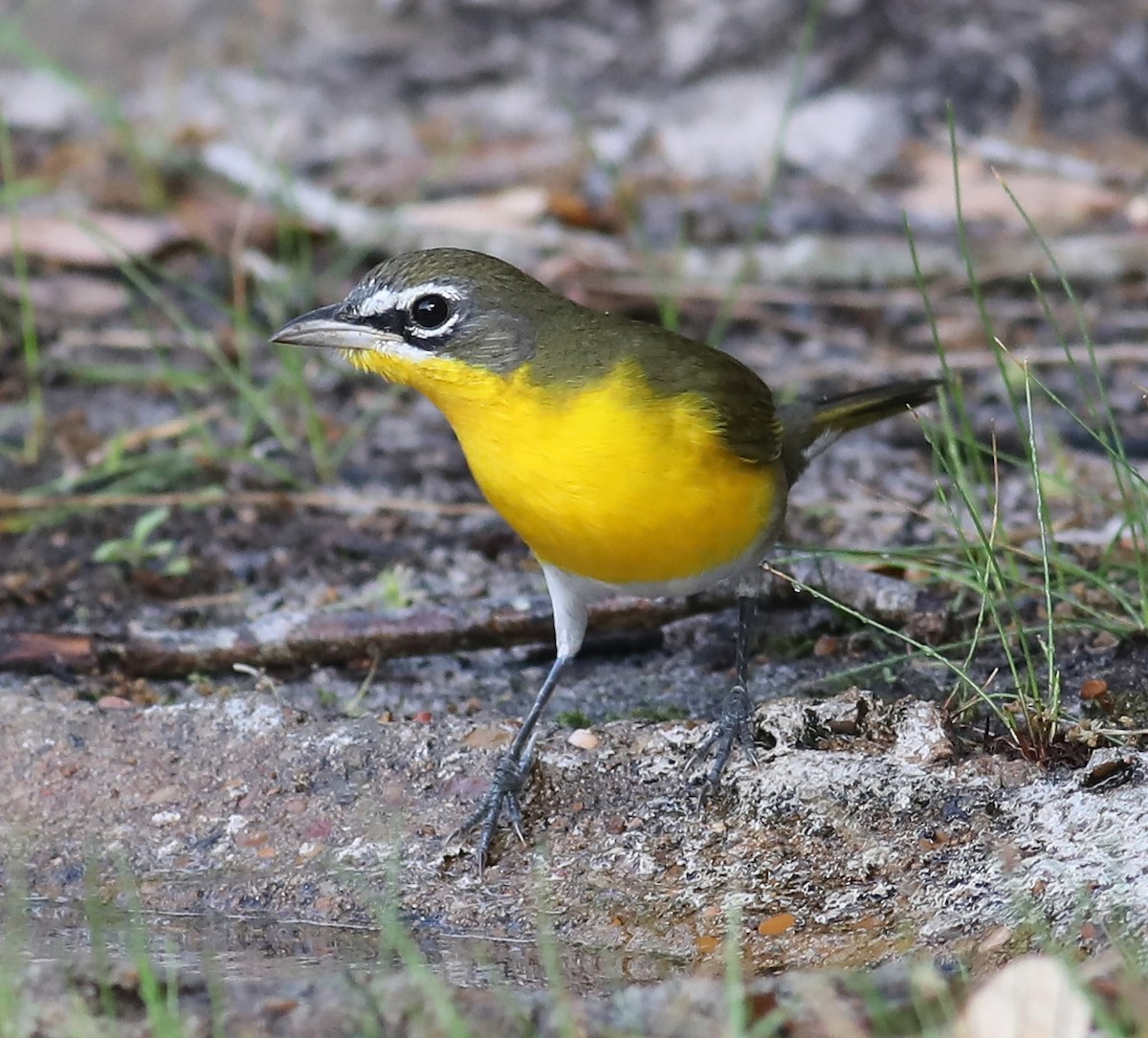 Yellow-breasted Chat - ML617008814