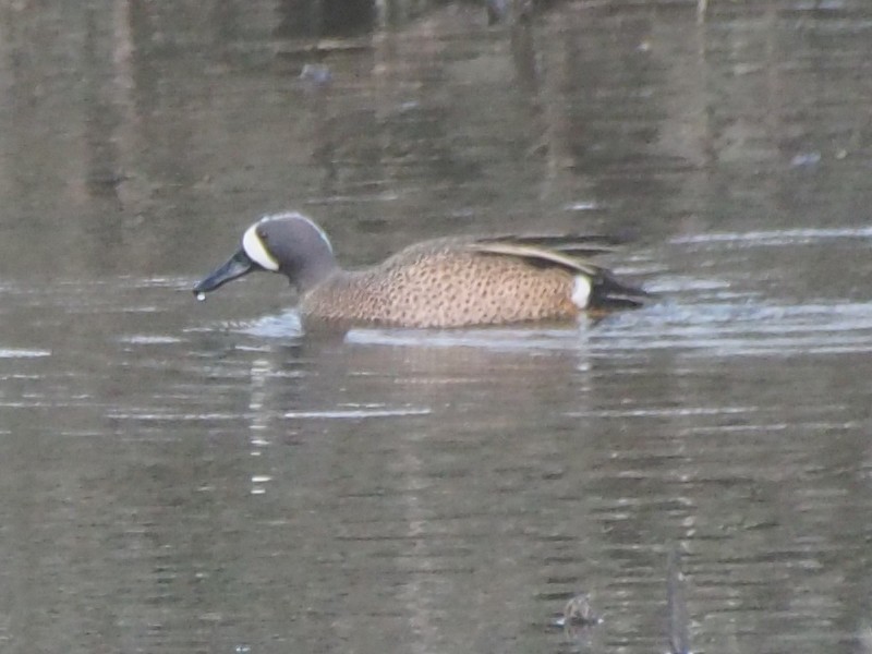Blue-winged Teal - ML617008823