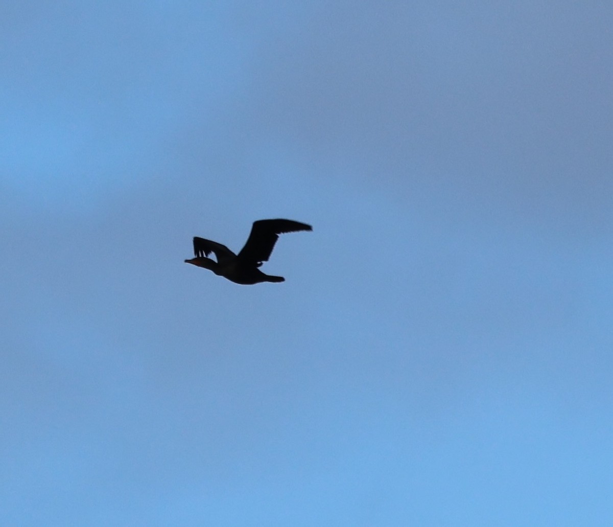 Double-crested Cormorant - burton balkind