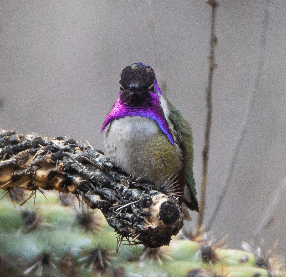Costa's Hummingbird - ML617008833