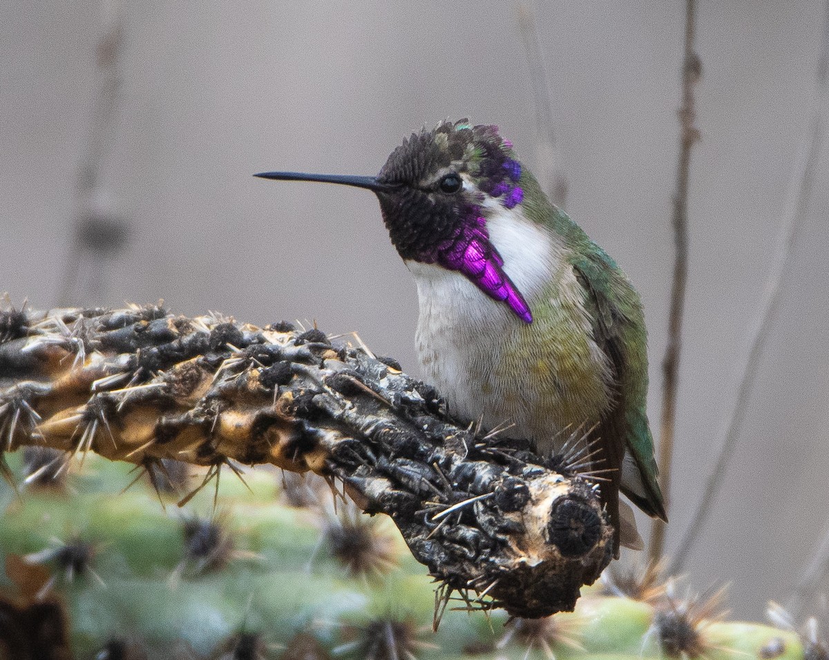 Costa's Hummingbird - ML617008834