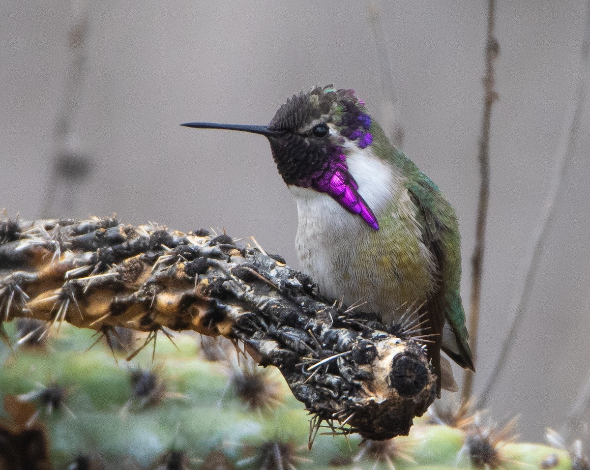 Colibrí de Costa - ML617008834