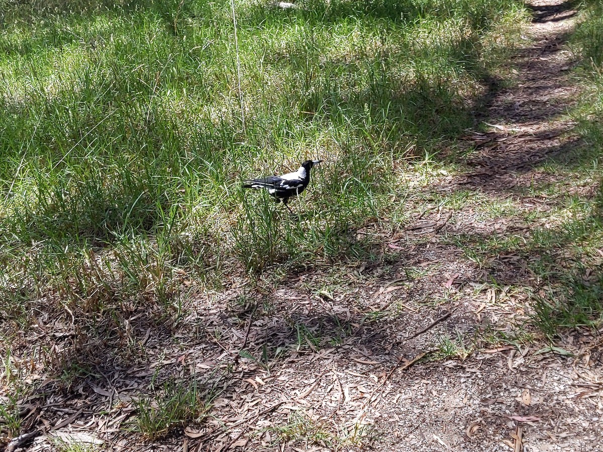 Australian Magpie - Bemma Watson Hernandez