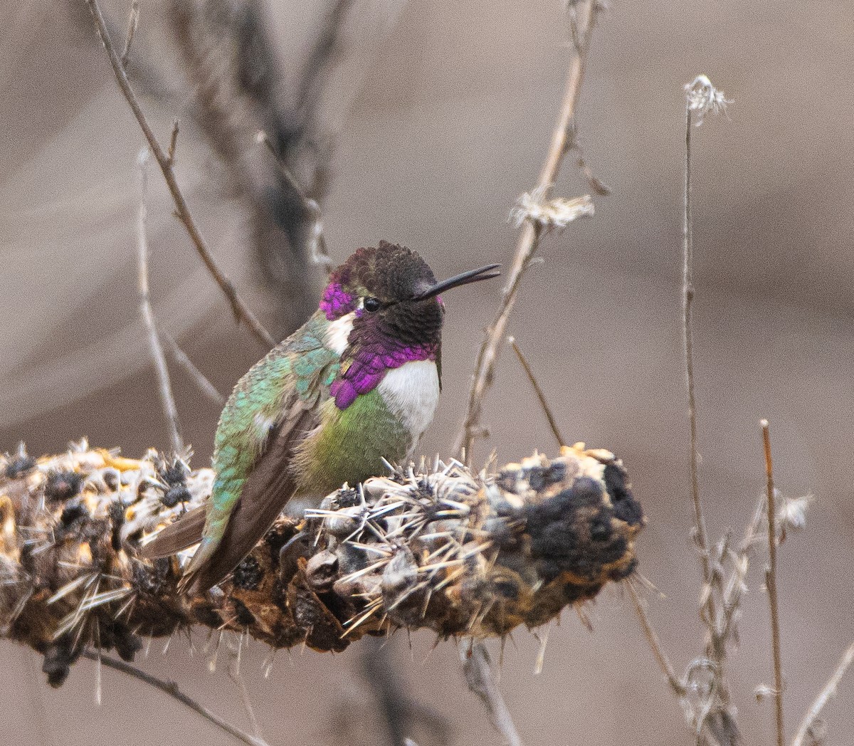 Colibrí de Costa - ML617008846