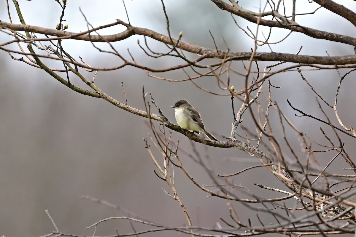 Eastern Phoebe - Eileen Gibney