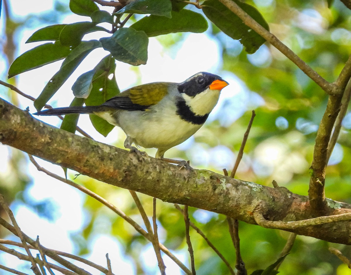 Saffron-billed Sparrow (Saffron-billed) - ML617008864