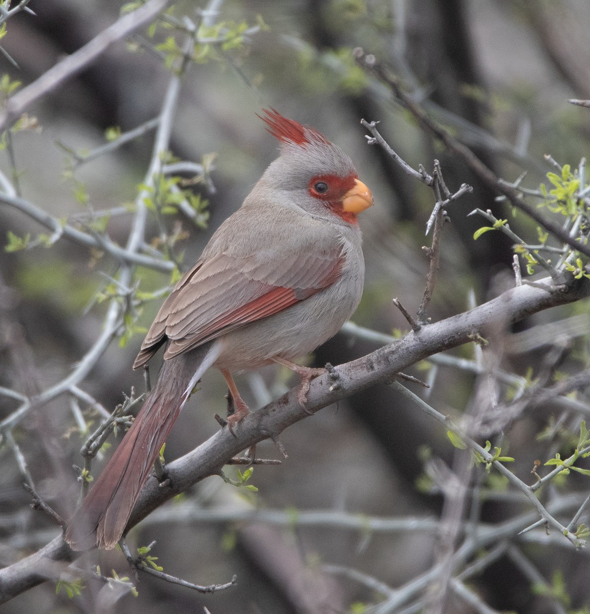 Cardinal pyrrhuloxia - ML617008866