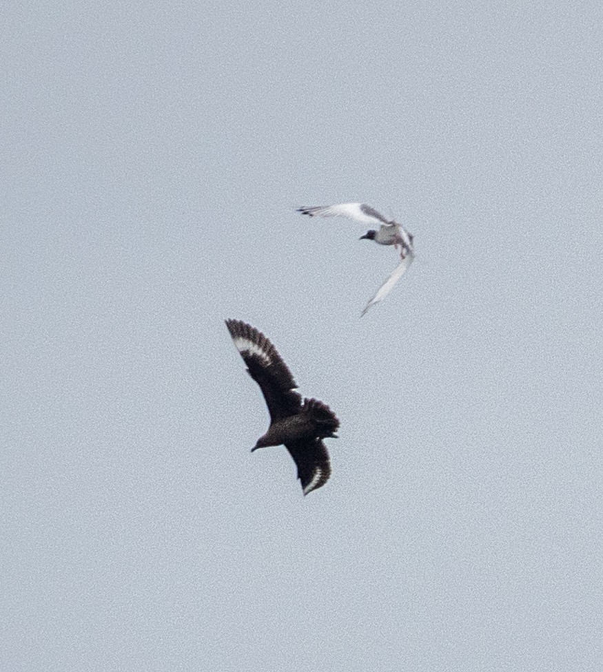 Chilean Skua - Dale Pate