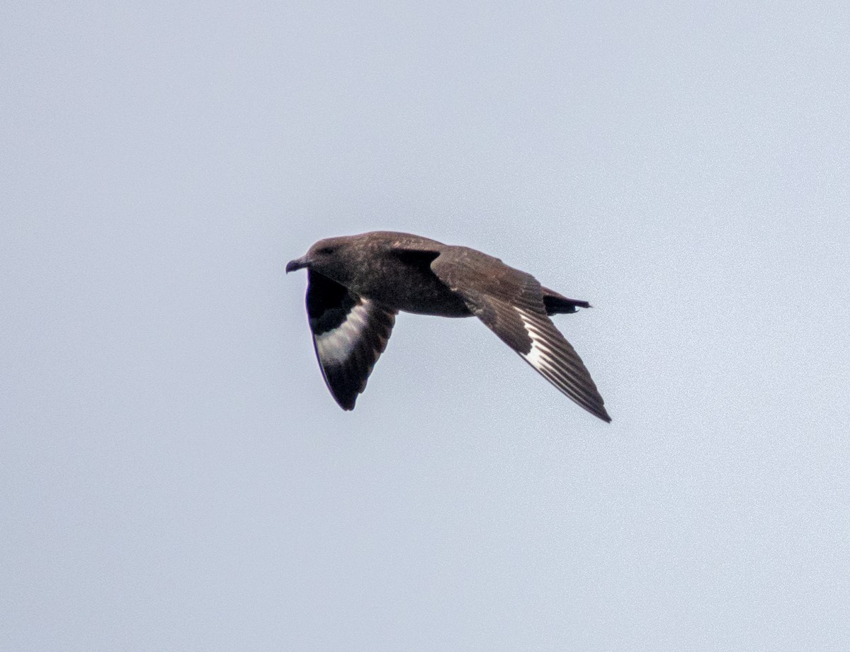 Chilean Skua - Dale Pate