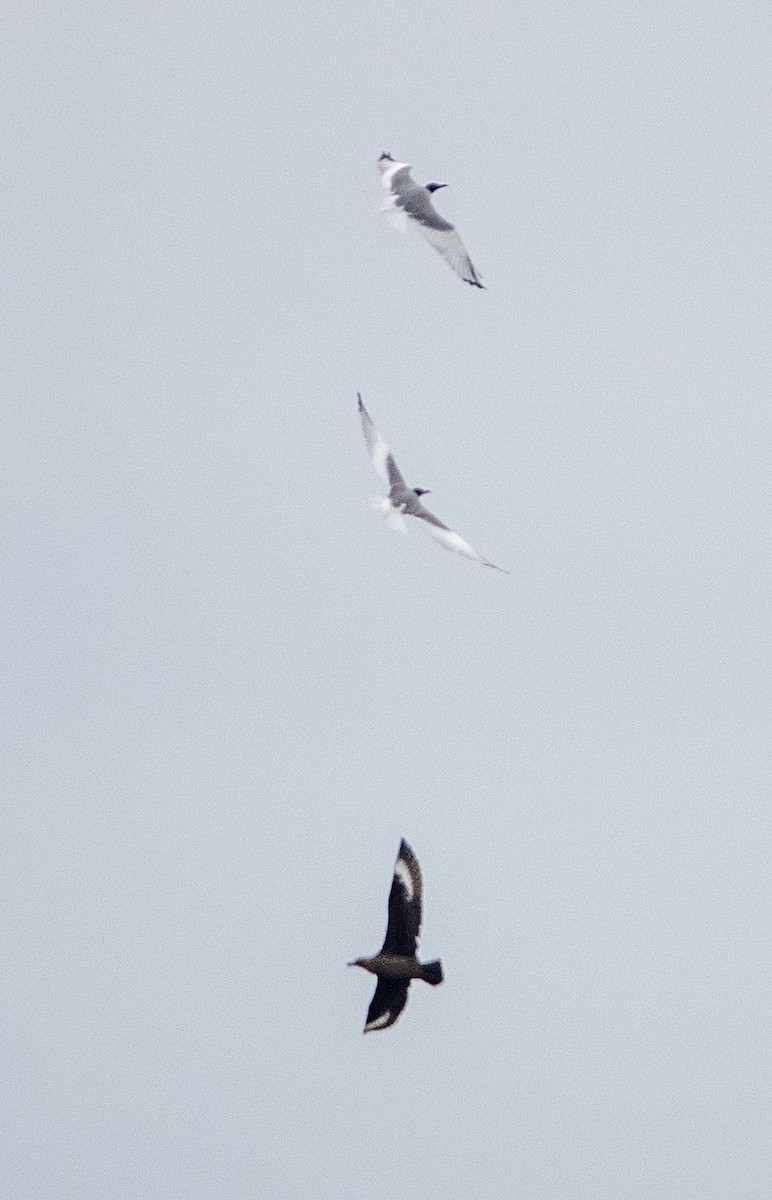 Swallow-tailed Gull - ML617008910