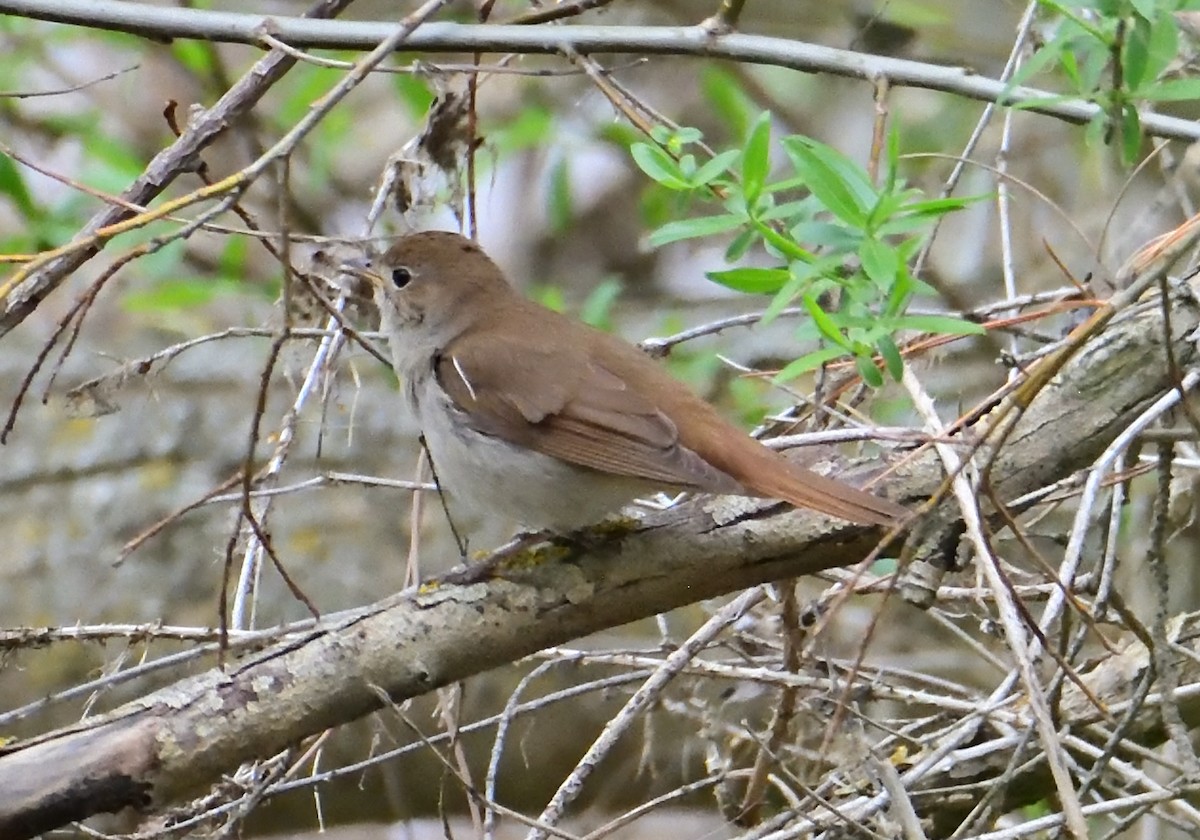 Common Nightingale - Mu Sano
